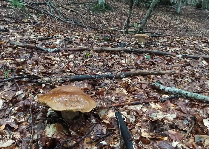 住宿加早餐酒店 Il Borgo Del Ventasso